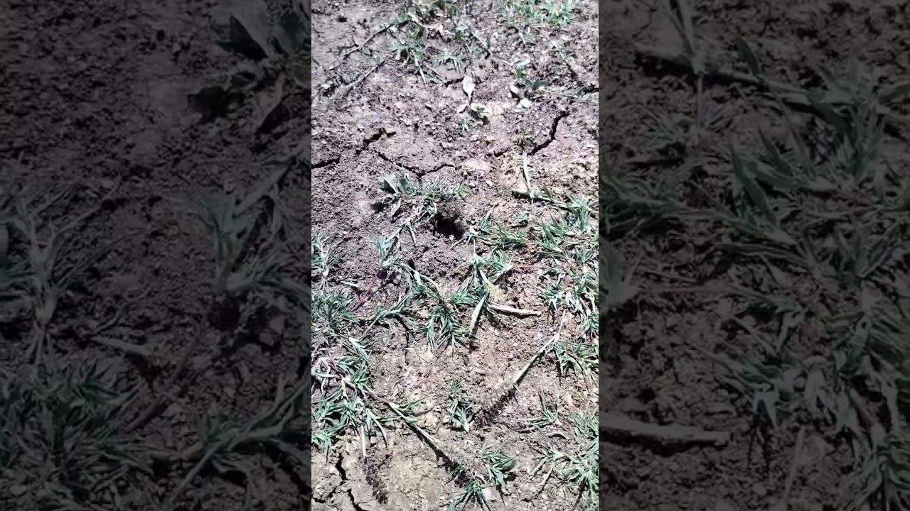 жуки трудяги)))) жуки навозники #природа #жук #природадагестана