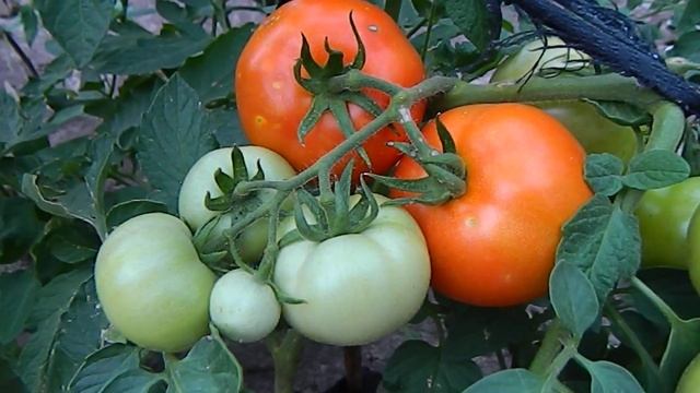 Томат Алые паруса F1. смотреть онлайн