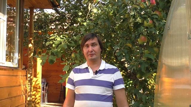 Почему яблони дают урожай не каждый год?