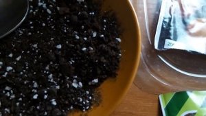 ПЕРВЫЕ ВСХОДЫ ЛУКА НА РЕПКУ.ЧТО ДЕЛАТЬ ДАЛЬШЕ?