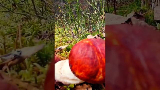 кто это, гриб запрещён или нет? #mushroom #shortsvideo #funghi #forest