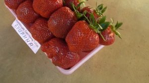 АРИАННА - "клубничная" новинка 20 года с отличными характеристиками. / мини-питомник КЛУБНИКА-МАЛИН