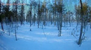 Незапланированный поход. Природа Коми.