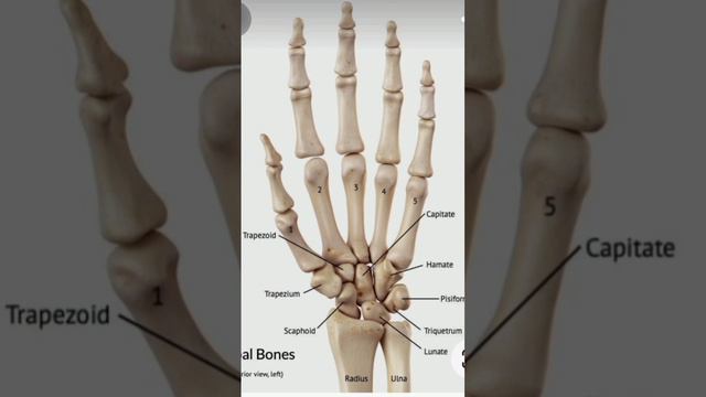 carpal bone name 🦴🦴by science hacks #1kviews #humanbody #like and subscribe 🙏🏻🙏🏻