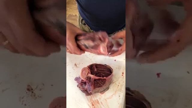 мясо лося , разрез голени показываем не большие отличия от стандартной говядины .
