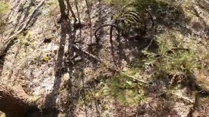 Куча топовых находок в старых делянках.Металло коп на каракате.