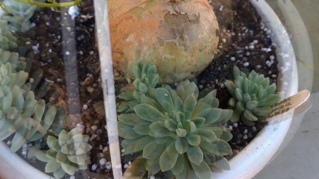 #CEBOLAORNAMENTAL e aplicação de fungicida que #MELOUSUCULENTA /Simone Felic. смотреть онлайн