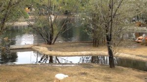 Фламинго в московском зоопарке