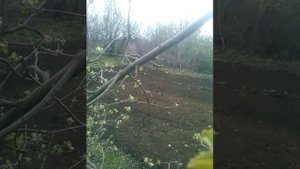 Фреза по непаханной земле Т 40, корчует старые пни. почвофреза своими руками