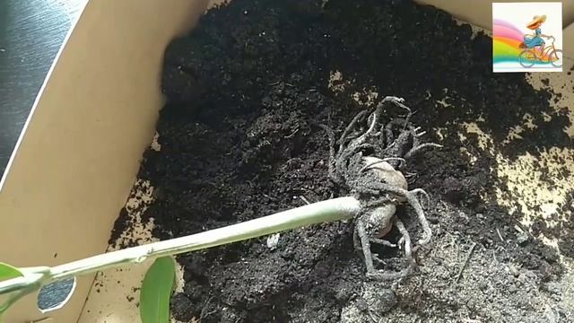 Гибнет замиокулькас. Что делать?
