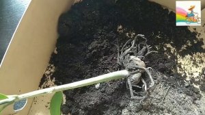 Гибнет замиокулькас. Что делать?