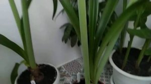 ГИППЕАСТРУМЫ,хранение в период покоя, пробуждение и цветение .