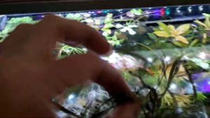 Растения вместо тестов. Гигрофила арагвая (hygrophila araguaia)