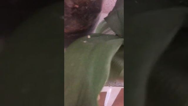 Лимонная Орхидея и Орхидея с двумя детками смотреть онлайн