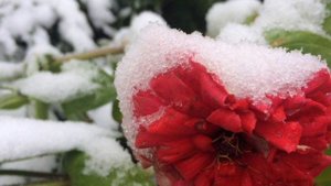 Марина Соколова/Обзор.