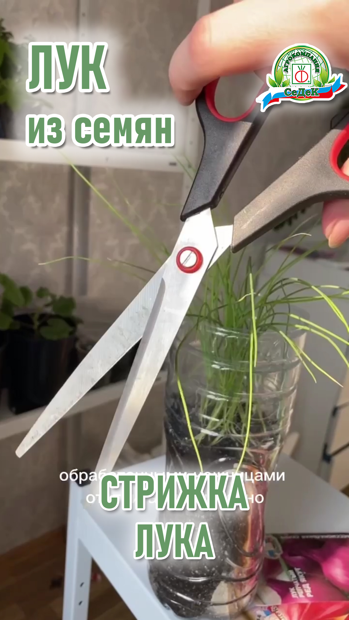 Финальная стрижка лука на этапе рассады