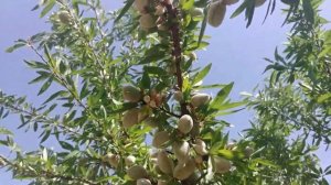 Миндаль Никитский 62, Форос, Десертный Ростов-на-Дону | Dulce Gardens