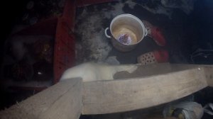Как уничтожить белую плесень!!! Эффективный и единственный способ борьбы с белым грибком!!!