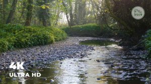 Успокаивающее течение реки | Течение воды | Флоатинг