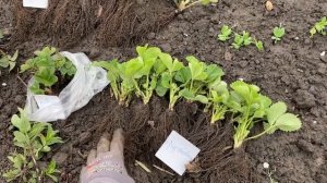 Выращивайте клубнику Ящиками//Купить саженцы ?Клубники от производителя доставка Новая Почта ??