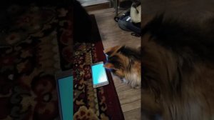 Кис кис коты💖❤️