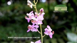 Phalaenopsis pulcherrima var.  coerulea