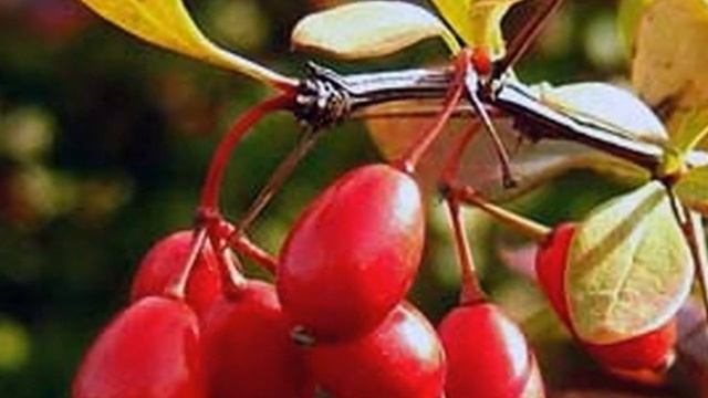 Барбарис растворяет камни и песок в почках