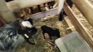 Сколько рожают Романовские овцы