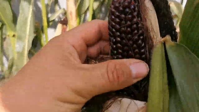 Хитрости Выращивания Кукурузы в Подмосковье! Чёрный Попкорн как он растёт и какой урожай даёт! смотреть онлайн