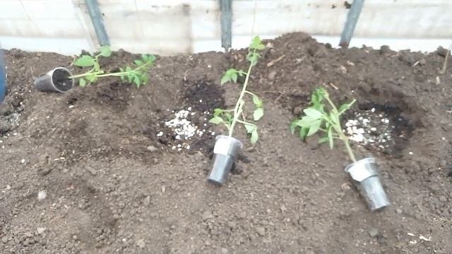Помидоры #посадкапомидор #помидорывтеплице #видео #урожайныйогород