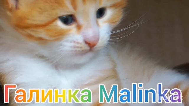 Пиратская жизнь /Набухалась и ушла в отрыв /Обзор Влогов /Нина и Вовчик /Ольга Уралочка /