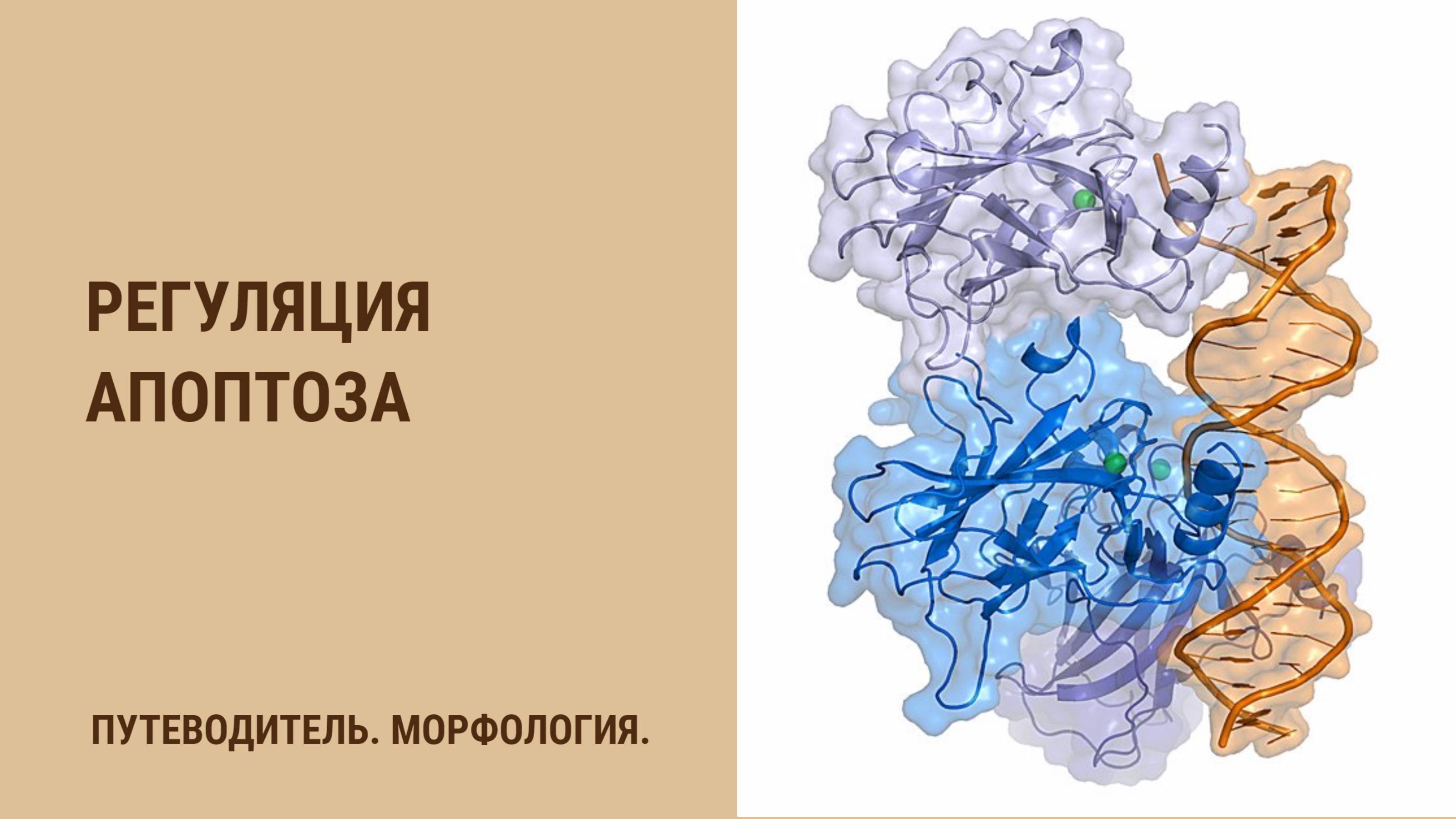 Регуляция апоптоза