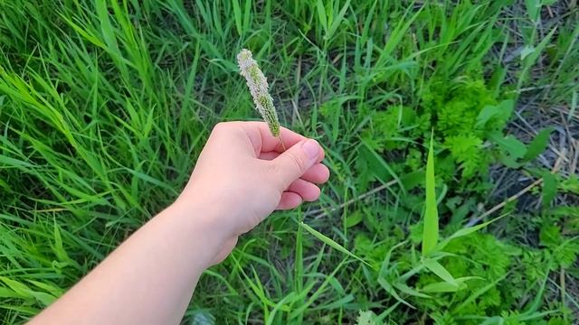 СОБИРАЕМ ДИКОРАСТУЩУЮ ЗЕЛЕНЬ ДЛЯ ПОПУГАЕВ.