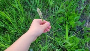СОБИРАЕМ ДИКОРАСТУЩУЮ ЗЕЛЕНЬ ДЛЯ ПОПУГАЕВ.