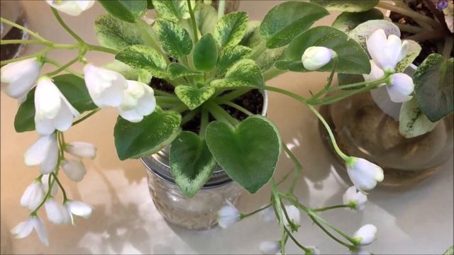 AFRICAN VIOLETS - Blooming in August 2020 - Part II – Miniatures & Bubble Garden Update смотреть онлайн