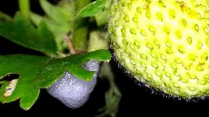 Пенница слюнявая на клубнике