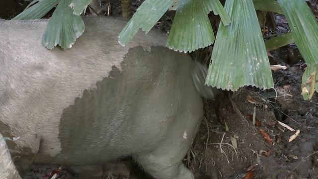 Bearded pig, Borneo смотреть онлайн