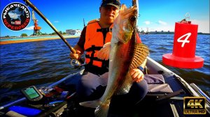 Судак на троллинг в 4"К" на р.Шексна в Августе  2022г.Раздача СУДАРЯ!!!4-ий выпуск!!!НОВЫЕ ТОЧКИ