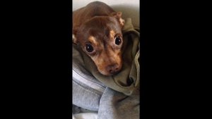 Злой той терьер