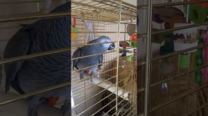 Попугай поет песню "Вместе весело шагать..."