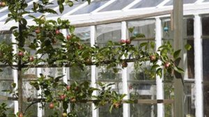 Шпалерные плодовые деревья