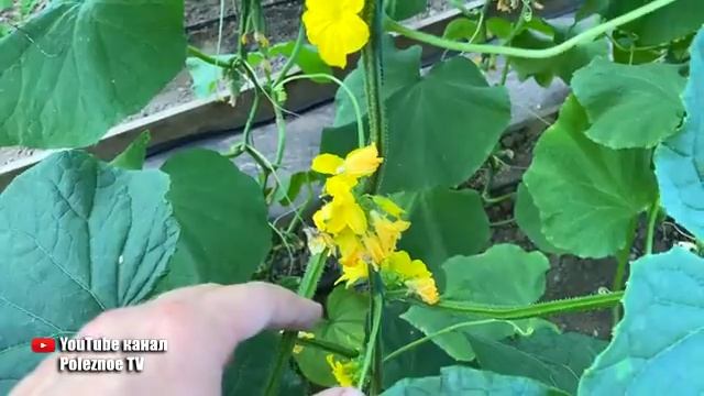 Пустоцвет на огурцах?! Сделайте это и будете собирать огурцы ящиками. смотреть онлайн