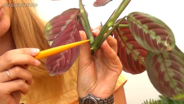 Черенкование маранты смотреть онлайн