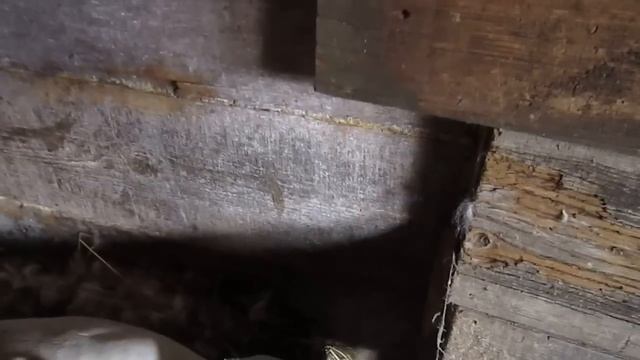 Гуси высиживают яйца часть1 смотреть онлайн