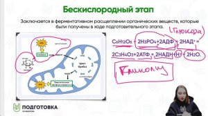 Все секреты энергетического обмена.