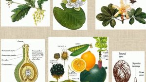 Цветковые растения презентация
