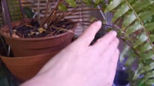 Орхидеи на цветочных подставках.Что сделать, чтоб они не падали????