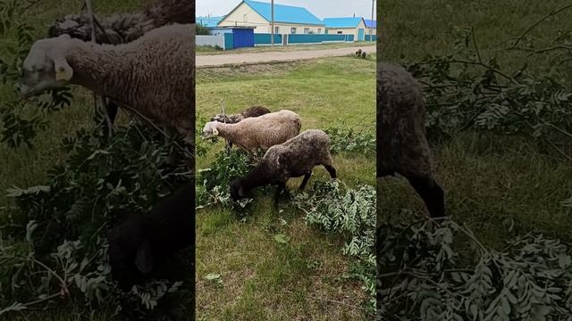 ЭГЕ-ГЕЙ ХАЛИ-ГАЛИ? ШУТОЧНЫЙ РОЛИК