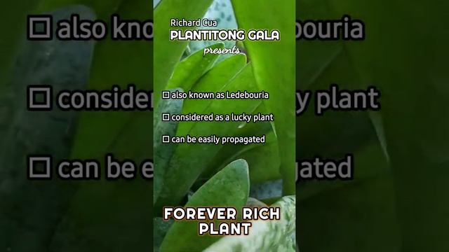 FOREVER RICH PLANT | LEDEBOURIA | GARDENING | RICHARD CUA | #SHORTS