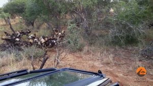 Wild Dogs Killing Wildebeest - Latest Wildlife Sightings